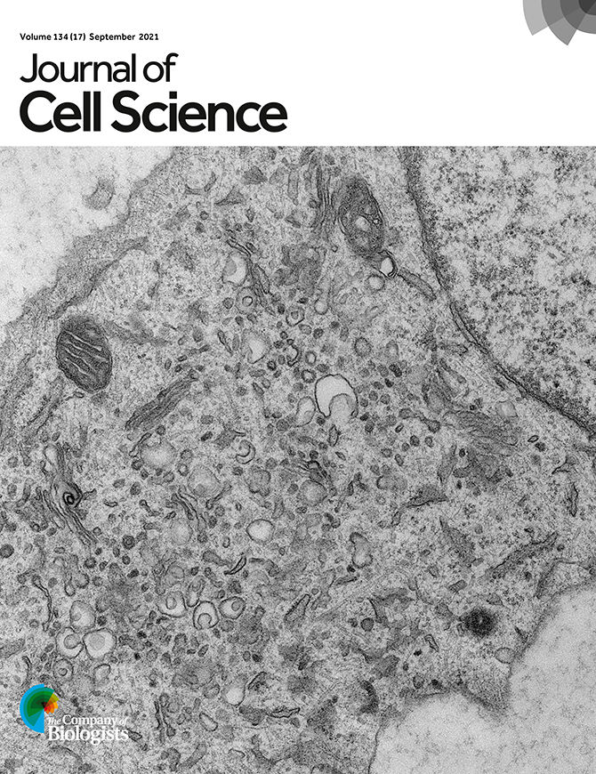 David_S_Bristol's tweet photo. Great to see Janine's (@JanineMccaughey) work published in its final form @J_Cell_Sci 
https://t.co/vpf3tbwnCX
I include a short thread here but also include some more "speculative" thoughts on the lab website at: https://t.co/RbthyOz5Sr
#cellbiology #BristolPGR 1/9 https://t.co/QHEKZJWOdb