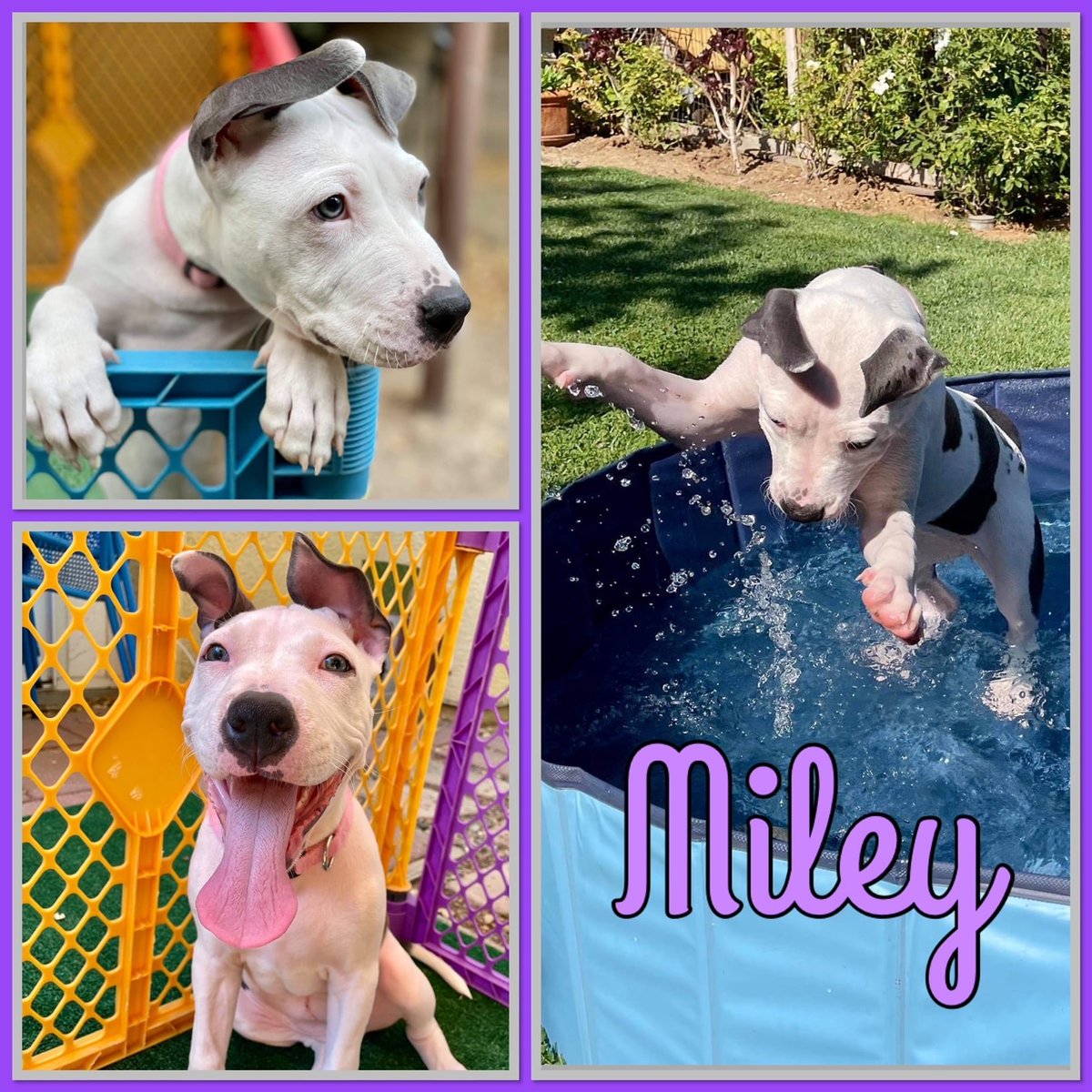 Chako welcomes five pups! These cuties are spayed, vaccinated, chipped and ready for homes. Adoption application online goo.gl/forms/YcmU1Qc1….
Details on FB facebook.com/chakopitbull/p…