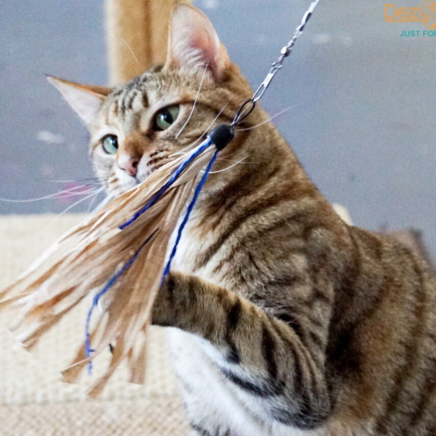 Dezi__Roo's tweet photo. A cat walked into a hardware store, picked up a can of bug spray and asked, “Is this good for cuttlefish?” “No, it kills them.” 😹😹😹
.
.
.
#cattoys #catsatplay #meow #funcattoys #cuttlefish #fun #deziroo #cattoysofinstagram #catjokes #catsattack #cats… https://t.co/jSlGr7JsPq https://t.co/oS1IA57Ca2
