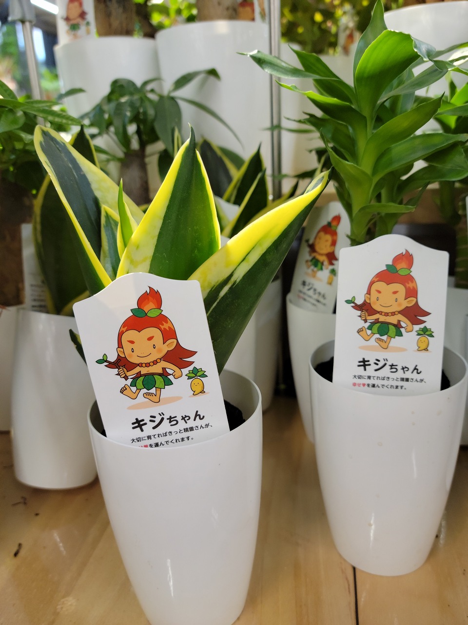 くりすみひろ Globalgarden広報担当 ホームセンターでキジちゃんのミニ観葉植物が並んでました キジムナーとは沖縄に伝承される樹木の精霊のことです ラベルも可愛い T Co Sbbrnlxlqp Twitter