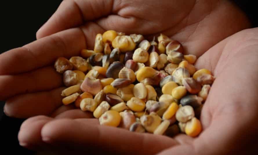 SIANIAgri's tweet image. #DYK that the @GlobalSeedVault currently holds 992,039 crop seeds from across the world? Recently, the Cherokee Nation deposited their most sacred 🌽
#IndigenousFoodSystems are not only crucial for #FoodSecurity but also for cultural identity ➡️ bit.ly/2WHUg5A