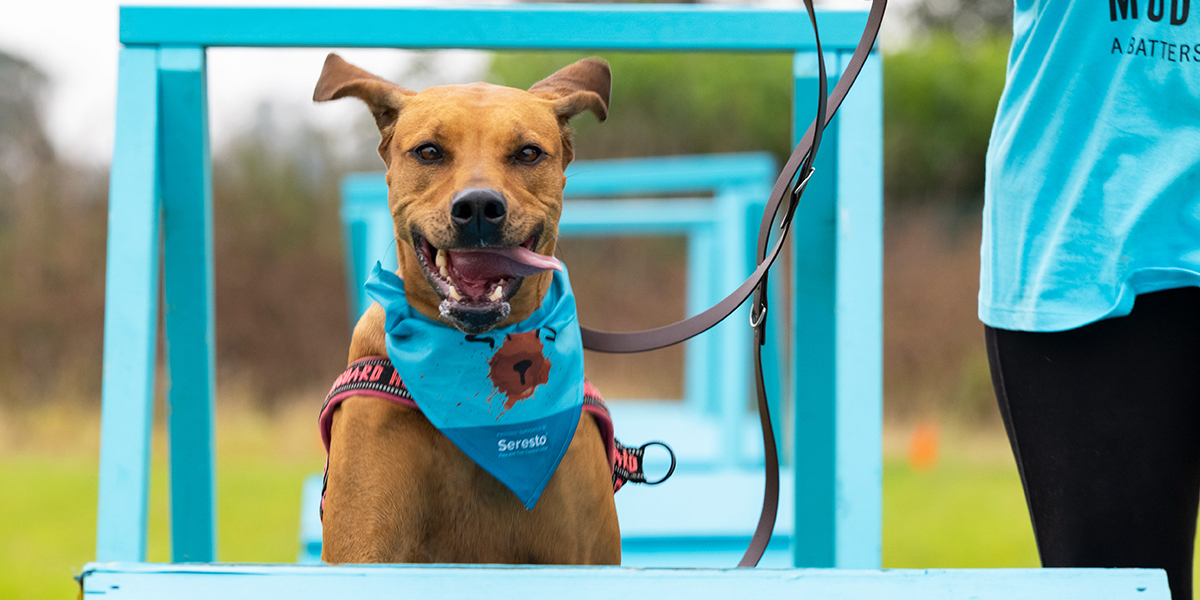 Battersea_'s tweet image. Got that #FridayFeeling? 💃 Channel some of that energy for a good cause! 💪 Sign up to one of our #MuddyDogChallenge Events, where you&apos;ll be guaranteed a day filled with muddy fun. Find out more 👉 bit.ly/3cvU90P