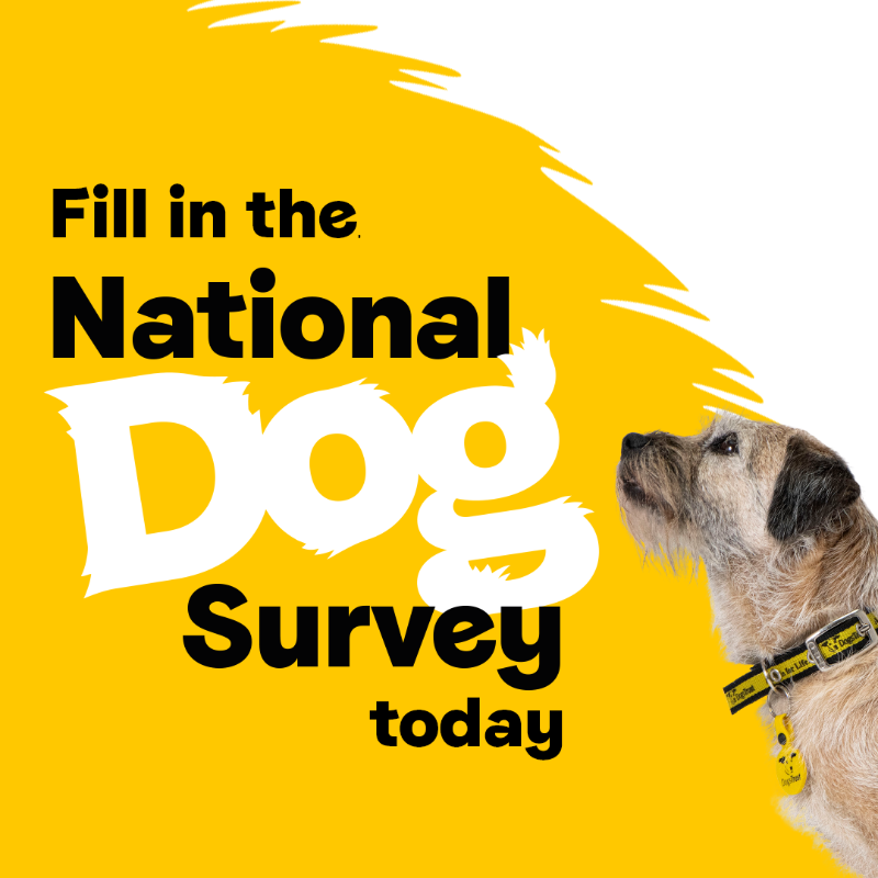 DogsTrust's tweet photo. Give us 10 minutes of your time to change things for dogs – for good. Fill out the National Dog Survey today 🐾