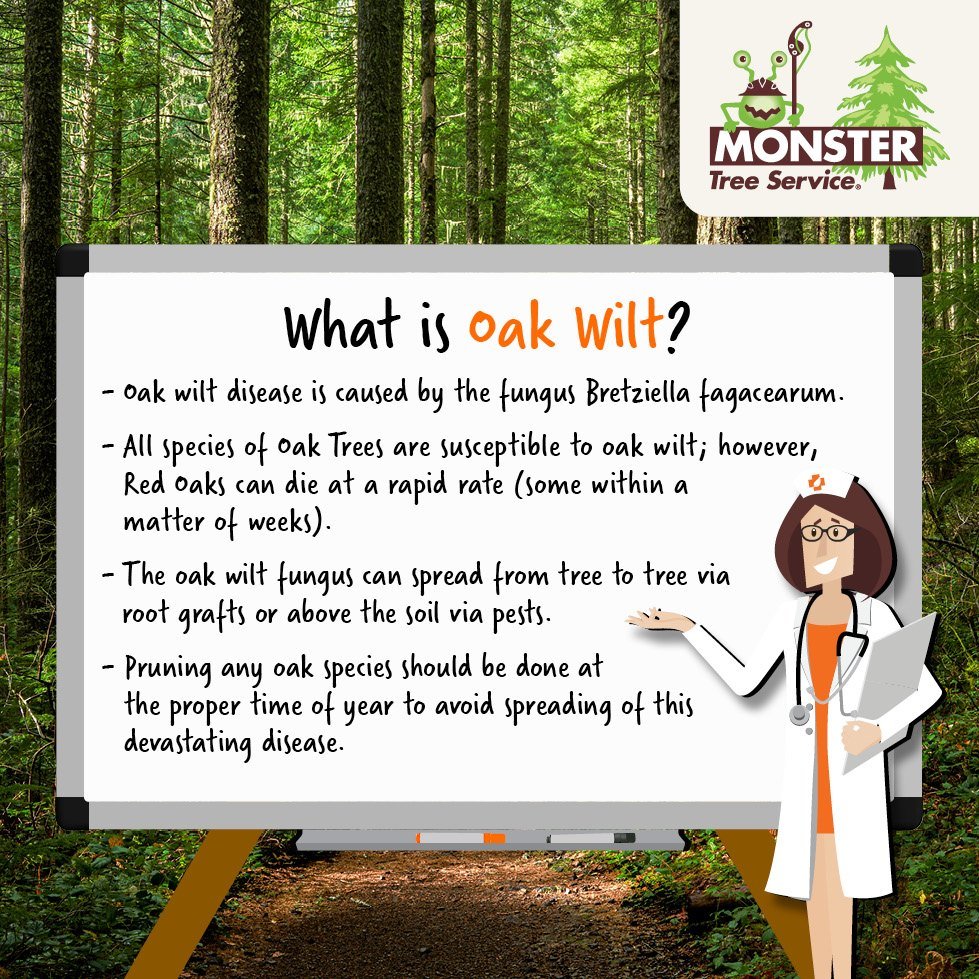 Monster_Careers's tweet image. #Monstertreeservice #OakWilt