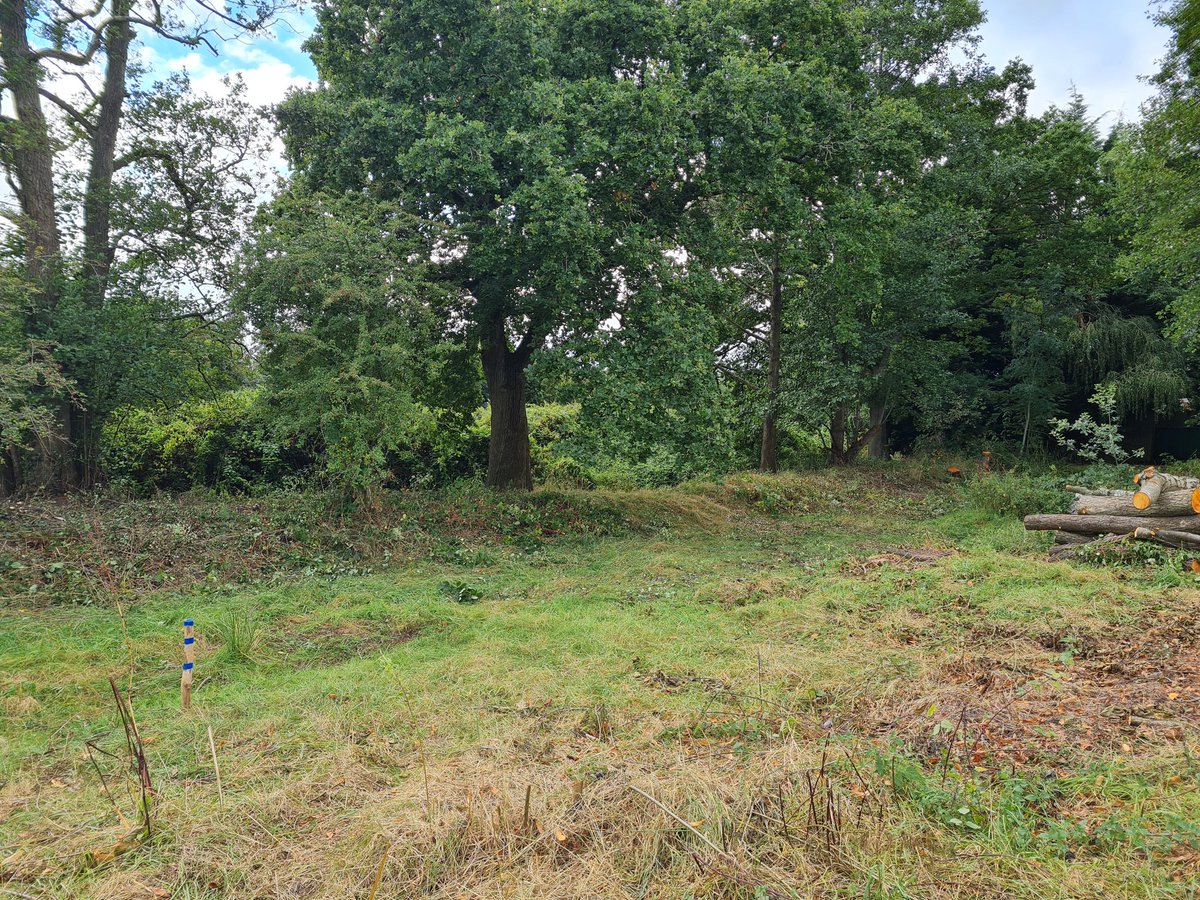 BorealTrees tweet media