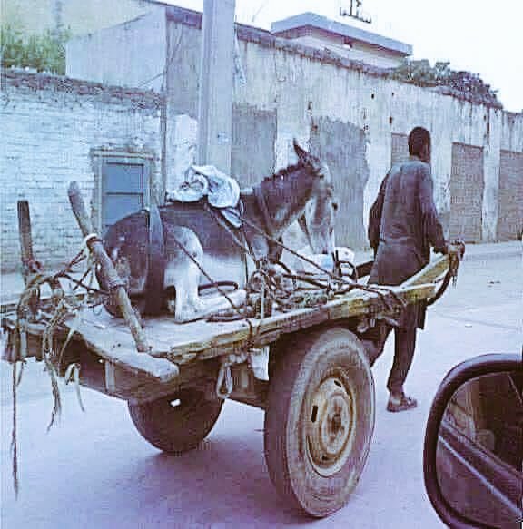 अगर जिंदगी का साथी कभी लाचार होजाए चाए हो इंसान हो या जानवर तो उस को छोङा नहीं जाता बल्कि संभाला जाता है ओर उसको इस काबिल किया जाता है के हो एक दफा  फिर से आप के साथ जिंदगी का सफ़र शुरू कर सके
उसे कहते है इन्सानियत
