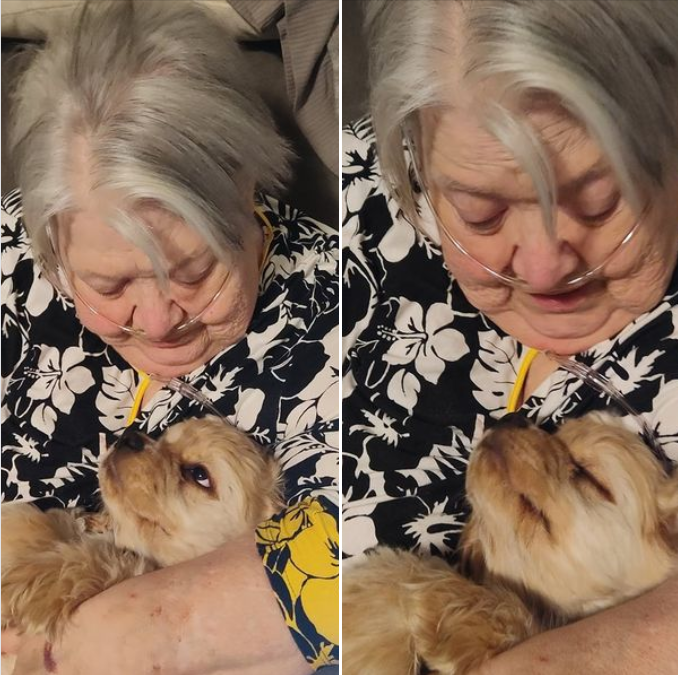 CockerGuild's tweet image. Loving on her Meme, Shae is perhaps the most affectionate puppy in the world....and a great example of why we should all have fur babies in our lives.