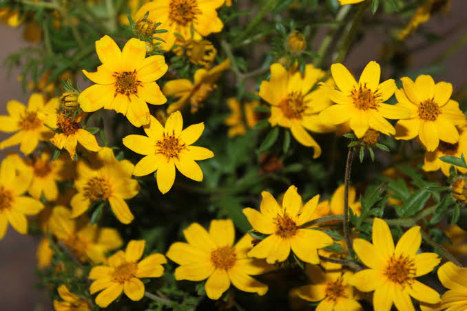 Happy Ethiopian New year [Enkutatashi]