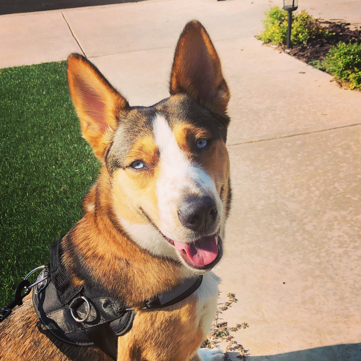 BrennaD_ATC's tweet photo. The BEST pup on the planet says #WreckSFA and Happy Friday. #GunsUp https://t.co/zWucCZY4Bd