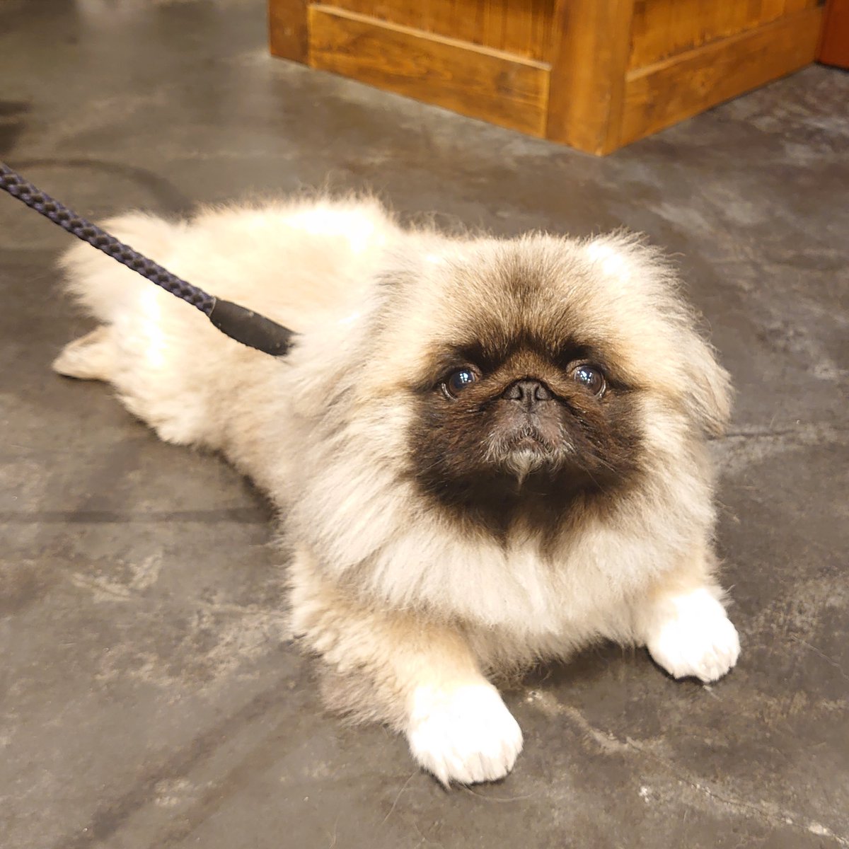 ぷろしゅーと あるお店の看板犬 名前を ぷろしゅーと と言います 人と触れ合うのが大好きな男の子 いつもブヒブヒ言って お客様と 飼い主と楽しく過ごしてます どうぞよろしくお願いします ペキニーズ 犬 Dog 看板犬 ペット T Co