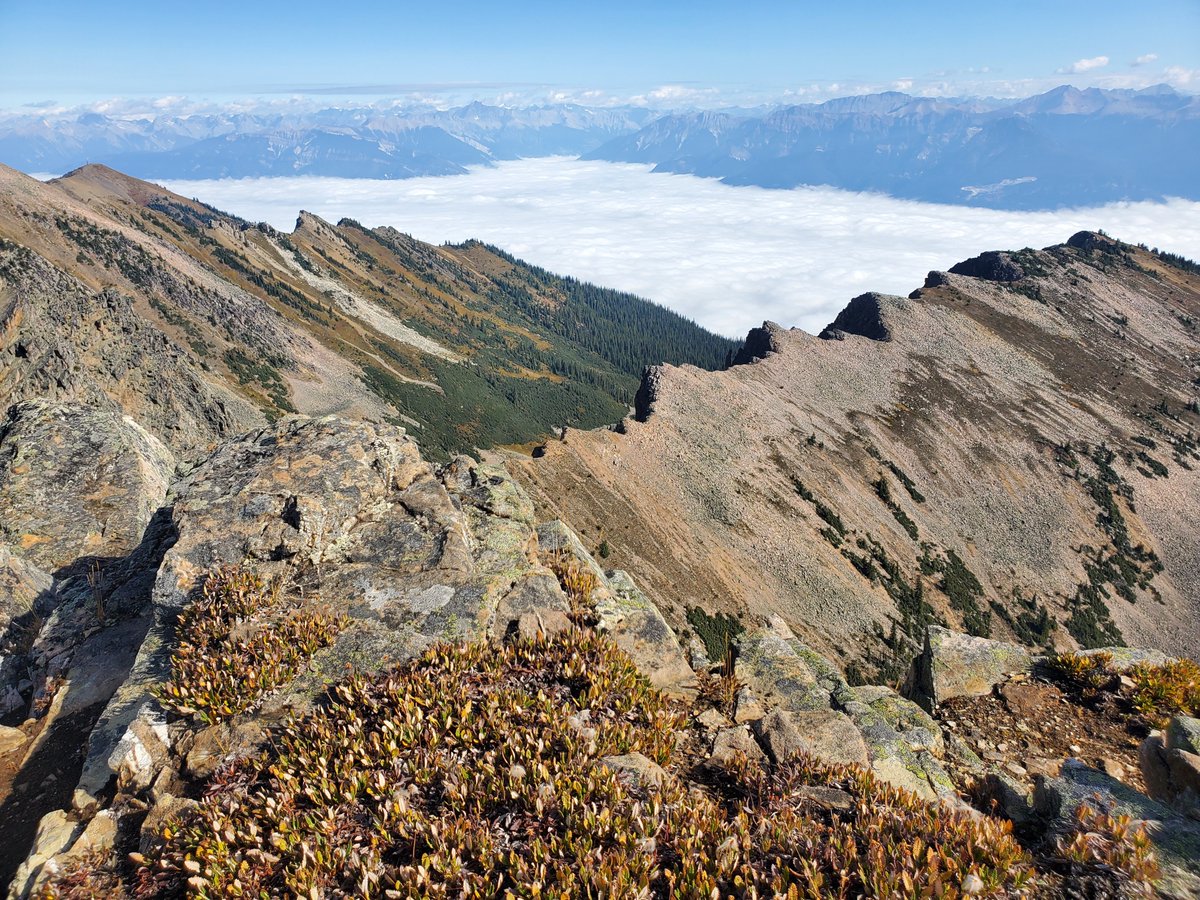 AlpineLifer's tweet photo. A new day, a new mountain range. I did a quick 5km out and back on the dogtooth traverse. #purcells #dogtooth #mountains #goldenbc @KickingHorseMtn @TourismGolden https://t.co/QAGhcohVPv