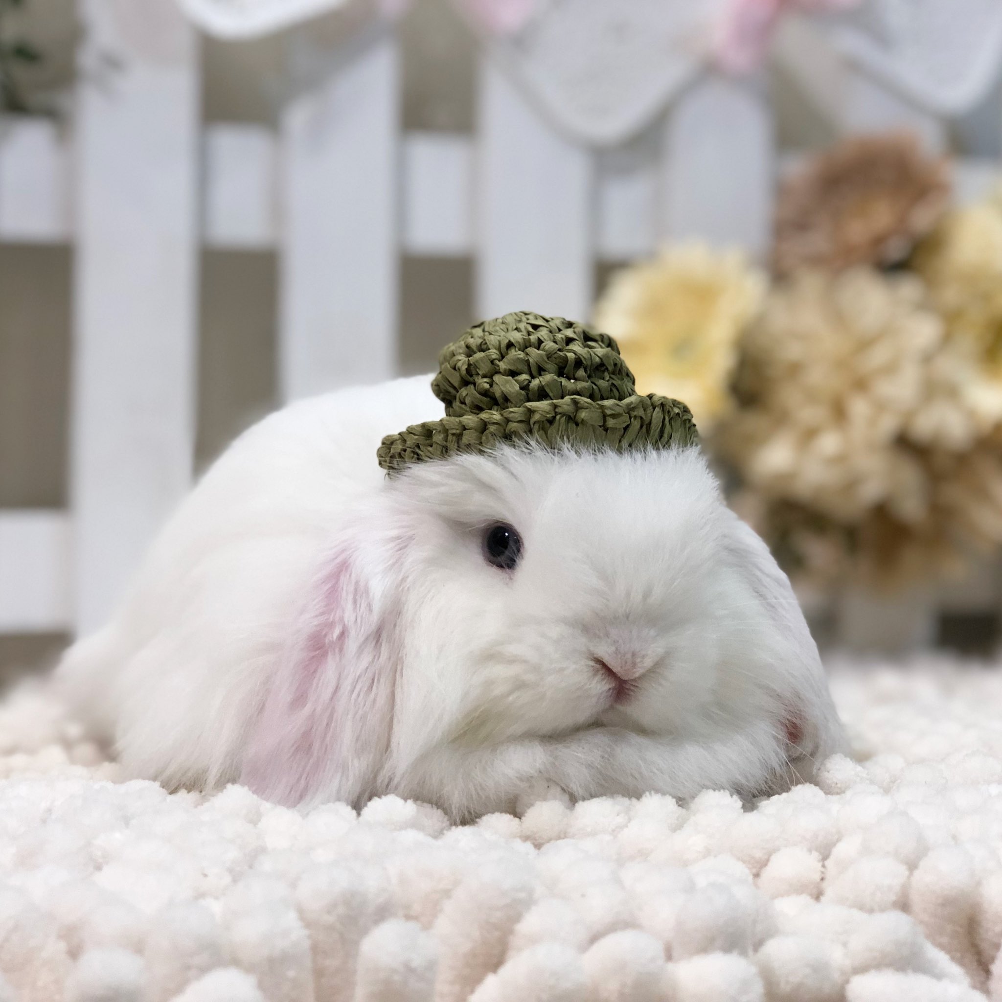 うさぎ専門店ペッツクラブ Rabbimina1 Twitter