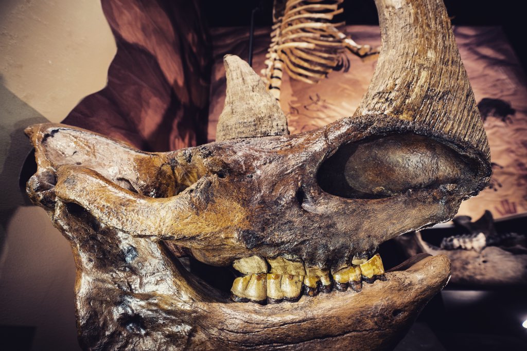 Weis Earth Science Museum tweet media