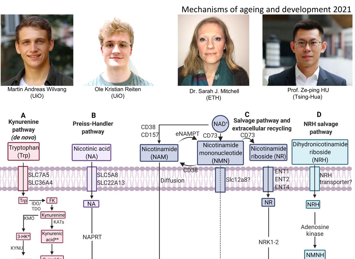 NO-Age and NO-AD Joint Venture tweet media