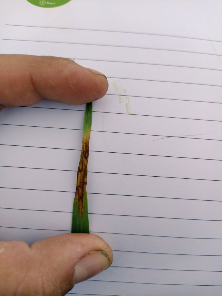 francofarias07's tweet photo. Lindo viernes... Probando nuevas moléculas fitosanitarias para @Bayer con éstos dos extraterrestres que la rompen 💪. Siempre sumando! Algo lindo va a salir 🌱🌽🌾 https://t.co/MlHx9Mjjen