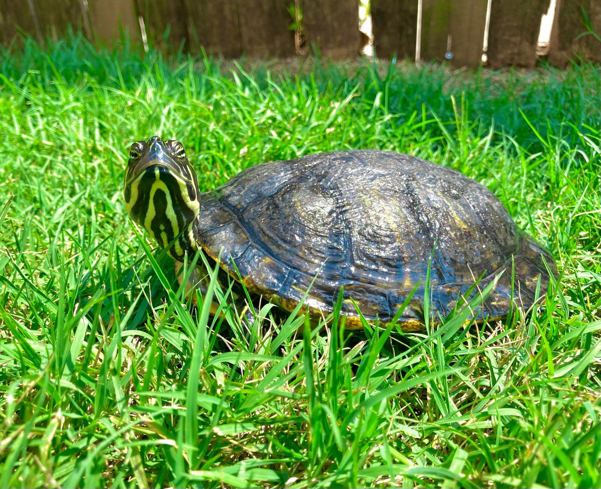 InLikeClint's tweet photo. @interne42111443 Happy Friday! #turtleFriday https://t.co/WcXLXEN4gj