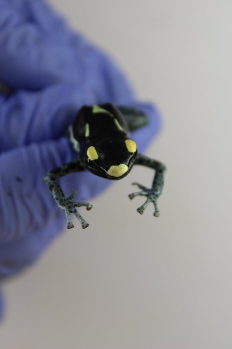 fischer lab tweet media