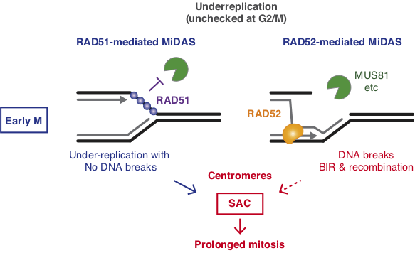 Esashi Lab on Twitter: 
