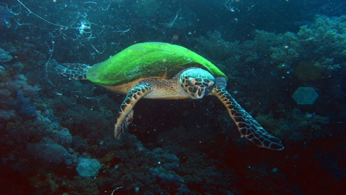 Research_NUST's tweet image. To overcome the challenge of exploring #marinelife by #underwater #imagetracking & identification, Dr. Abdul Ghafoor & his #NUST team proposed an #ImageMatting Technique for #objecttracking & extraction under limited visibility & low contrast.
Read More: researchblog.nust.edu.pk/underwater-obj…