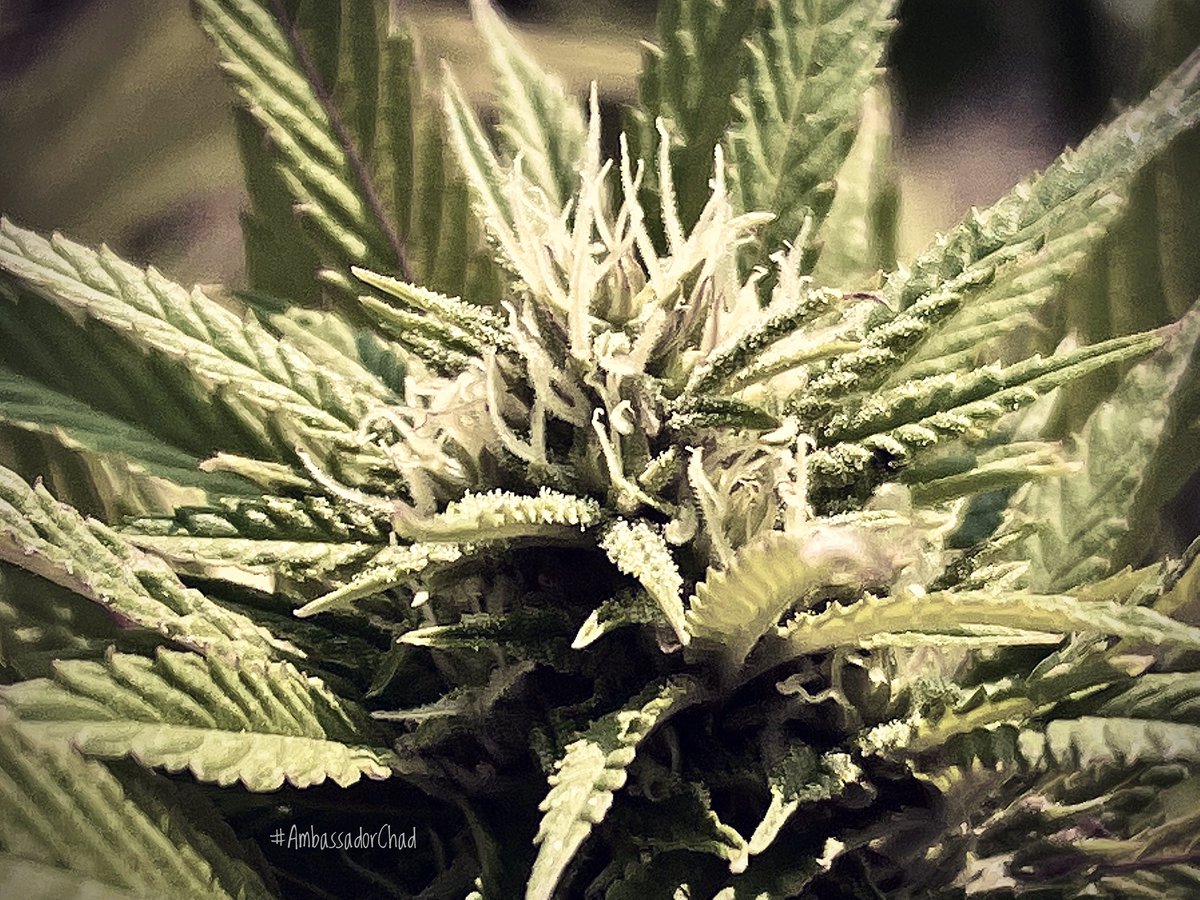 ambassador_chad's tweet photo. Happy Friday friends!
#homegrown #cultivatelove #mmemberville #IAmCannabis #AmbassadorChad #BttS #PotTalk https://t.co/kxwbqgDKlF