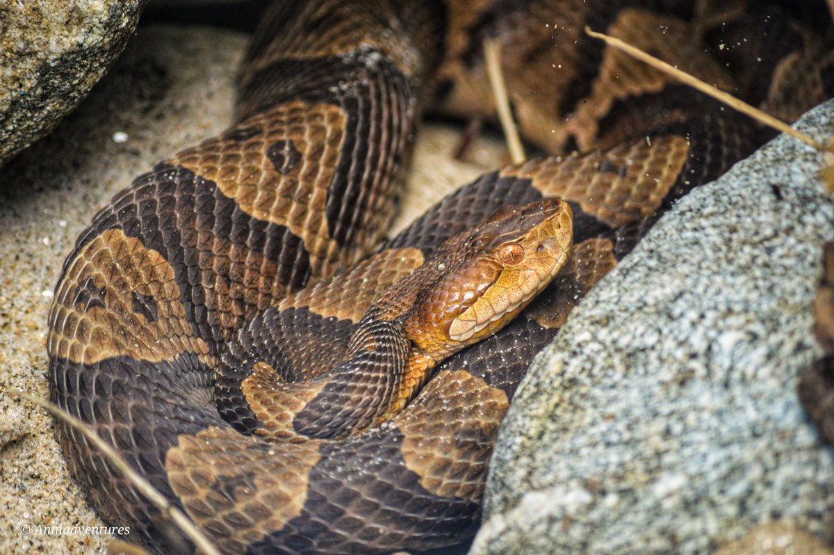 anniadventures's tweet photo. #copperhead #venomous #snake #venomoussnake #reptile #herp #herps #herping #herpingtheglobe #copperheadsnake #fieldherping #fieldherpetology #venom #venomous #venomoussnakes #herpphotography #snakephotography #watchoutforsnakes #nikonphotography #carefulwhereyoustep https://t.co/N1lMkcGtW1