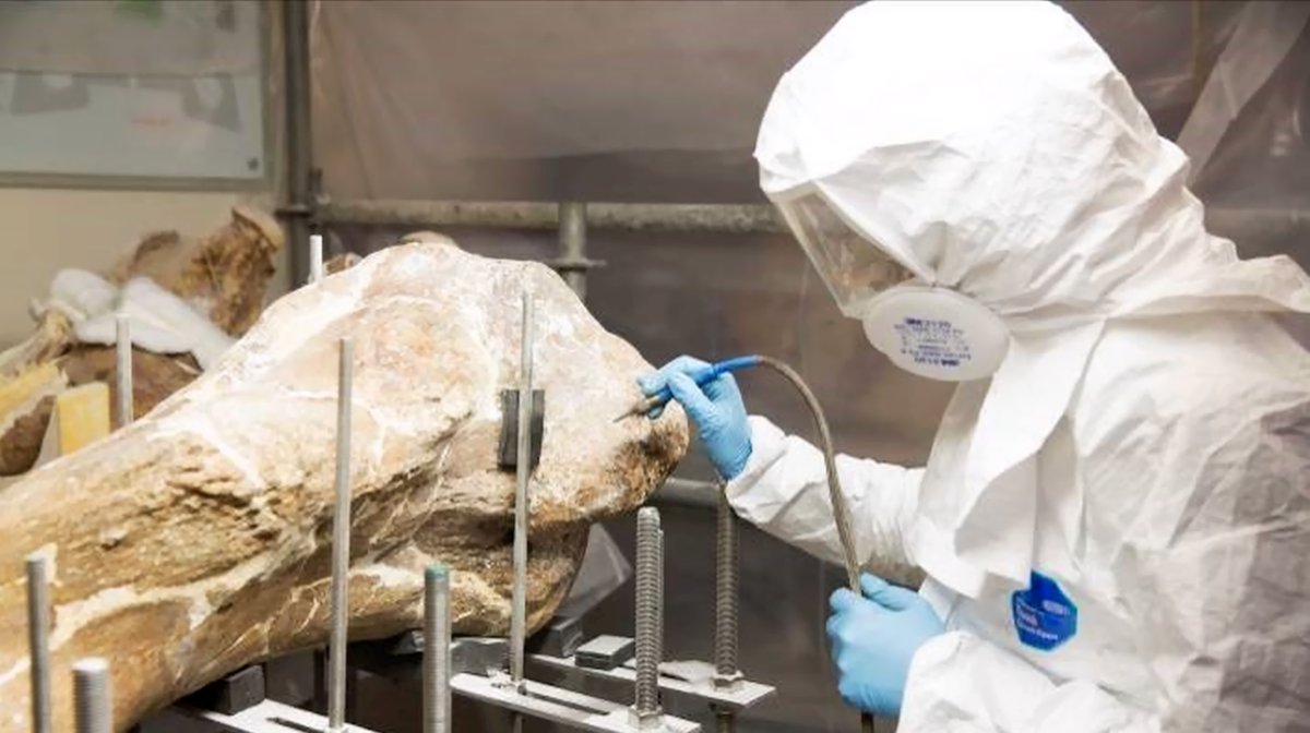 geocappiello's tweet photo. #10September #10Settembre 2021
Restauro post sisma (2013 -15)
Mammuthus meridionalis (Nesti, 1825)
Fortezza Spagnola
L'Aquila, Italia ๐ฎ๐น
AR Arte e Restauro
#mammuthus #mammoths #laquila #fossils #fossilfriday #fossiladay #iceage #pleistocene #paleontology https://t.co/aNkIIZIlHE