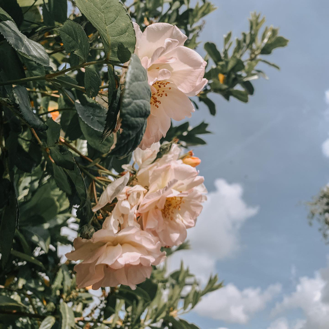 You are in BLOOM...🌺#heraccessorylane ⚡ heraccessorylane.com
.
.
.
.
.
.
.
#bloom #flowers #naturephotography #hope #pink #bluesky #nature #outside #shoplocal #earth #sy #suppportsmallbusiness #beautifulflowers #theview #bynature #shopsmallbusinesses #tuesdayvibe #mood #love