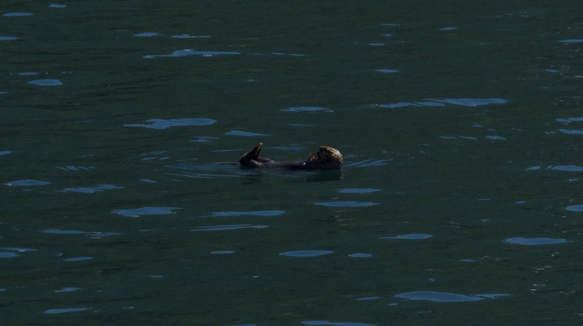 The Climate Doctor, Post #9: The award for world’s cutest climate change warrior goes to… 🦦 

Visit cvacademics.org to create your free account on AMP HP and read the full blog post!

#ClimateCrisis #seaotter #climatechange #thereisnoplanetb
