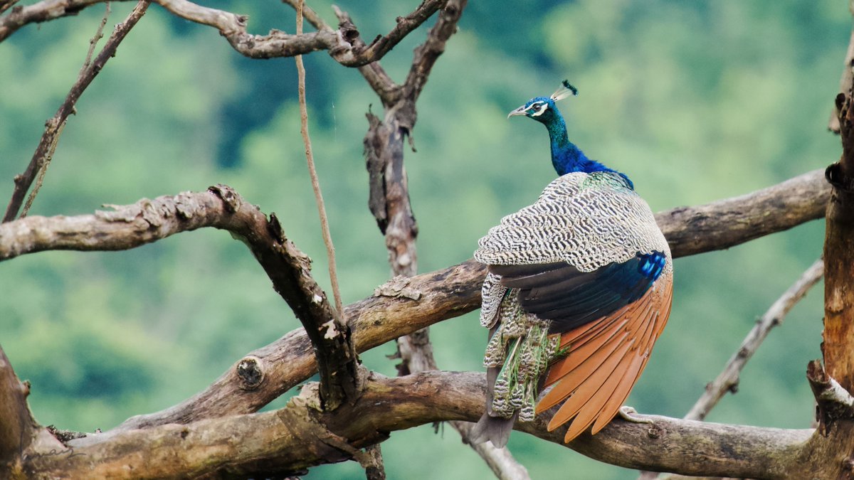 Everybody loves a peacock/peafowl. This is my first.
#IndiAves #BirdsSeenIn2021 #birdphotography #birding
#birdsofindia #BirdTwitter https://t.co/n62wLTvwUL