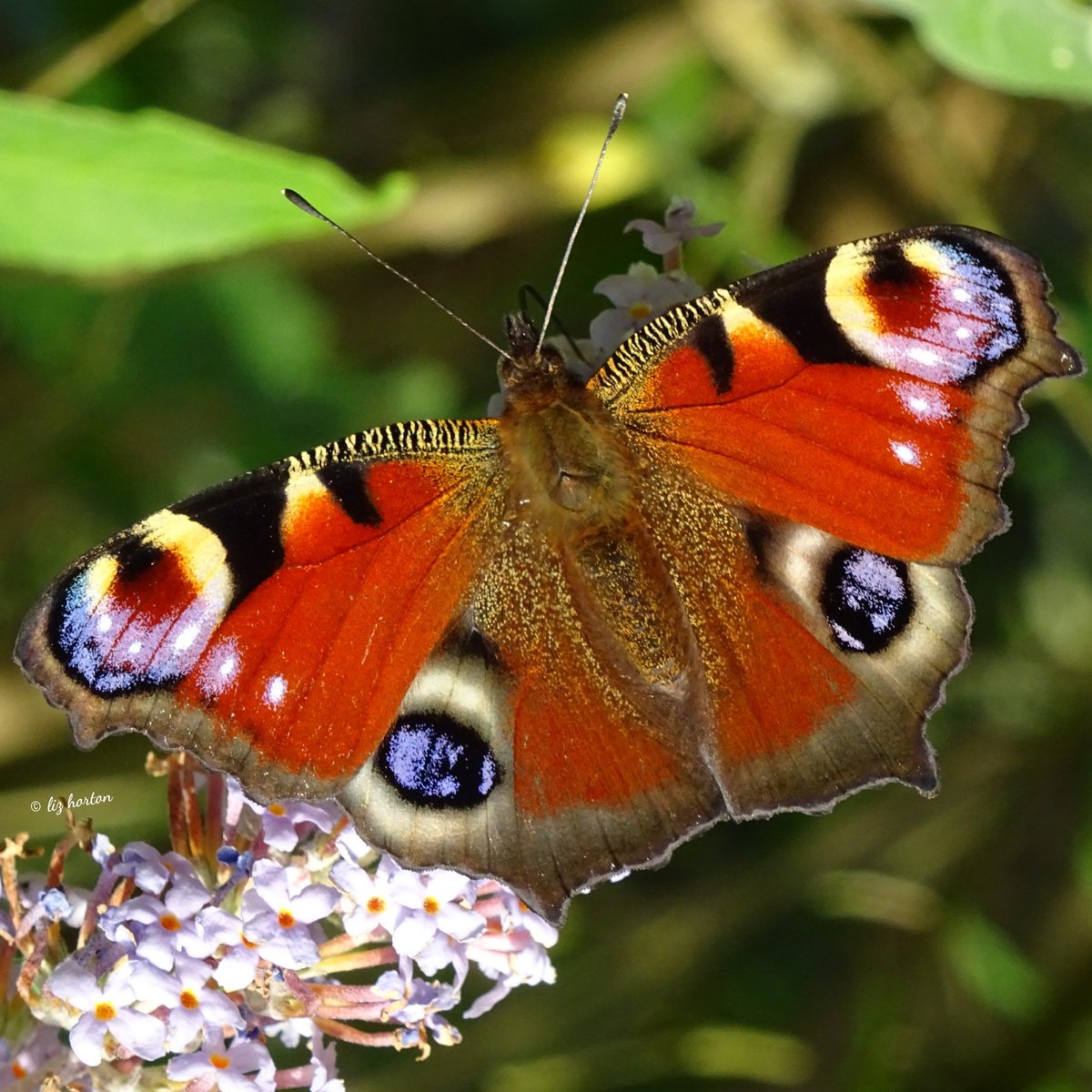 The best and most beautiful things in the world cannot be seen or even touched. They must be felt with the heart. Helen Keller #quote
Peacock #butterfly #nature #wildlife #photography
#NaturePhotography #WildlifePhotography https://t.co/8xa0MlgDl6