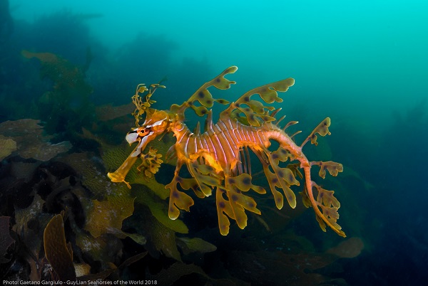 projectseahorse's tweet image. NEW REPORT by our team identifying national #conservation status, legislation and priorities for syngnathid (#seahorses, pipefishes, pipehorses, #seadragons) fishes globally. 

Read more: ow.ly/oDM850G7Vej

📸 Gaetano Gargiulo / Guylian SOTW