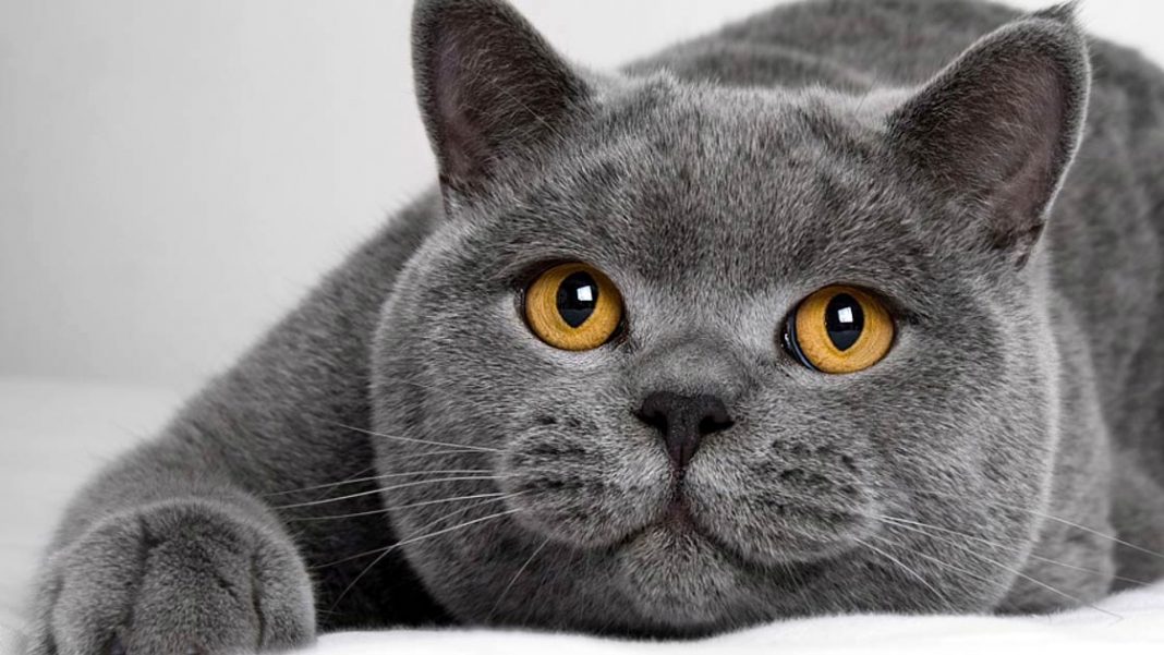 All cat breeds, whether sphynx or blue British shorthair, have distinguishable physical characteristics and personal attributes. Cat lovers reap numerous perks from cat ownership.
bit.ly/38WCJJb

#BlueBritish #Shorthair #kitten