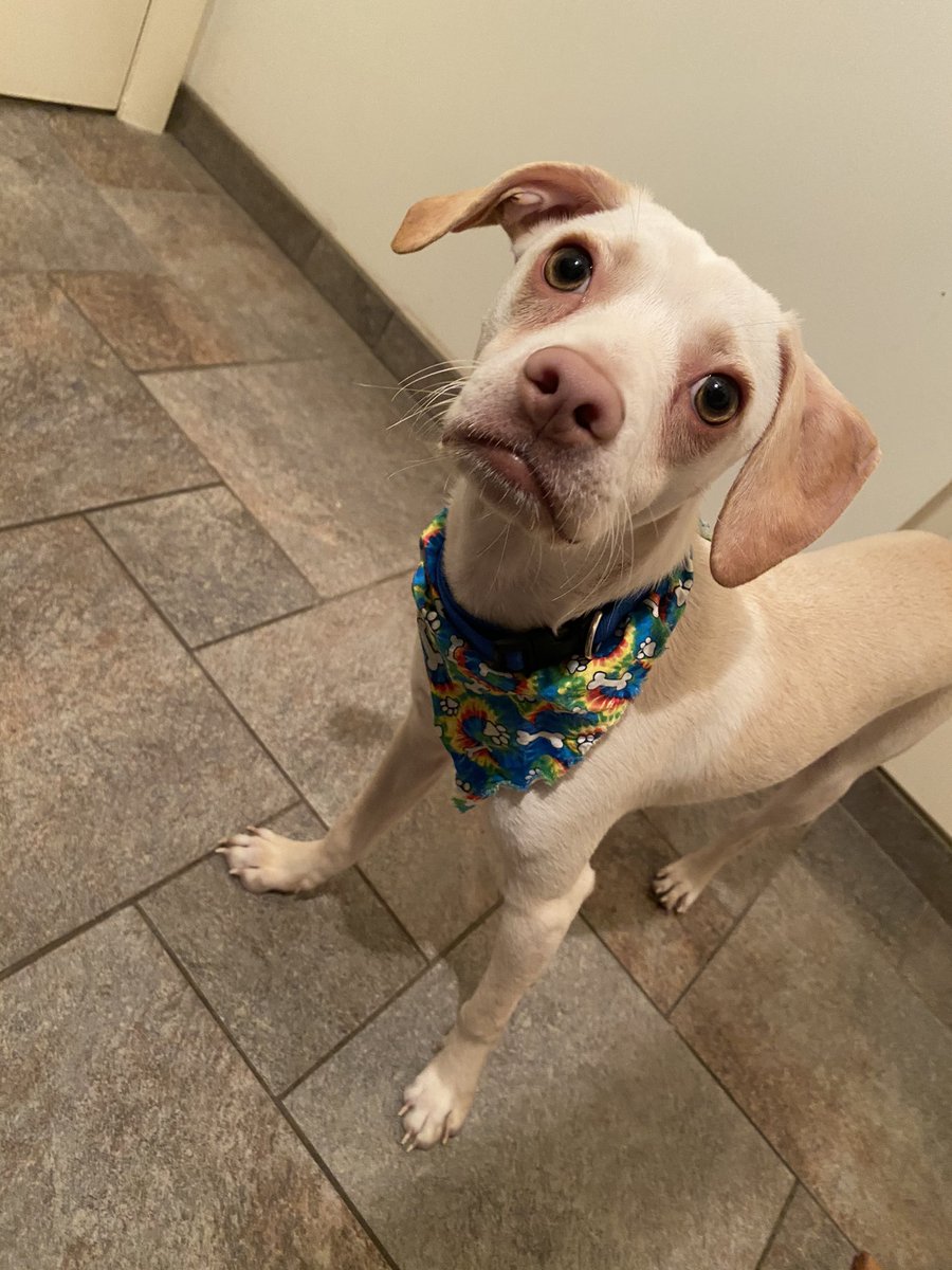 brie_e_anderson's tweet image. No #AnalyticsFriday today.. big day in the office - our longest stay foster is off to his furever home any minute ❤️