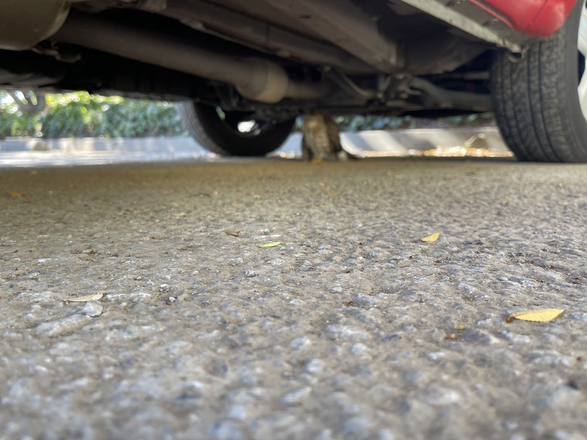 Sunnyvale DPS tweet media