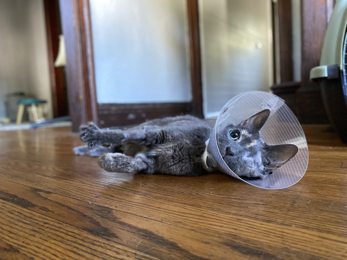 JustSoSmall's tweet image. Oops! I’m not so good at this social media thing! How is everyone doing?!