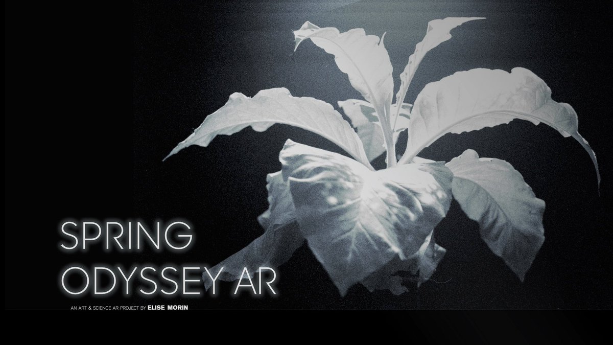 Lucid Realities (@lucidrealities) on Twitter photo Nous sommes extrêmement fiers de vous annoncer que Spring Odyssey AR, de l’artiste Elise Morin, produite par
<a href="/LucidRealities/">Lucid Realities</a> et <a href="/TulipesCie/">Tulipes & Cie</a>, est présentée à Nantes dans le cadre de l’exposition Hyper Nature de <a href="/Stereoluxnantes/">Stereolux / Scopitone</a> /Scopitone jusqu’au 19/09 ! cutt.ly/7WCaNDU Nous sommes extrêmement fiers de vous annoncer que Spring Odyssey AR, de l’artiste Elise Morin, produite par
<a href="/LucidRealities/">Lucid Realities</a> et <a href="/TulipesCie/">Tulipes & Cie</a>, est présentée à Nantes dans le cadre de l’exposition Hyper Nature de <a href="/Stereoluxnantes/">Stereolux / Scopitone</a> /Scopitone jusqu’au 19/09 ! cutt.ly/7WCaNDU