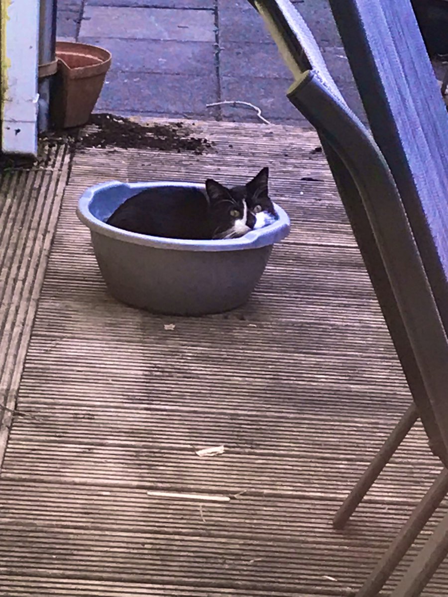 Oh to be a cat in a basin…