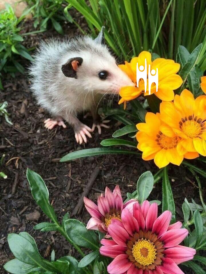 Ukas HU-pungrottebilde #1