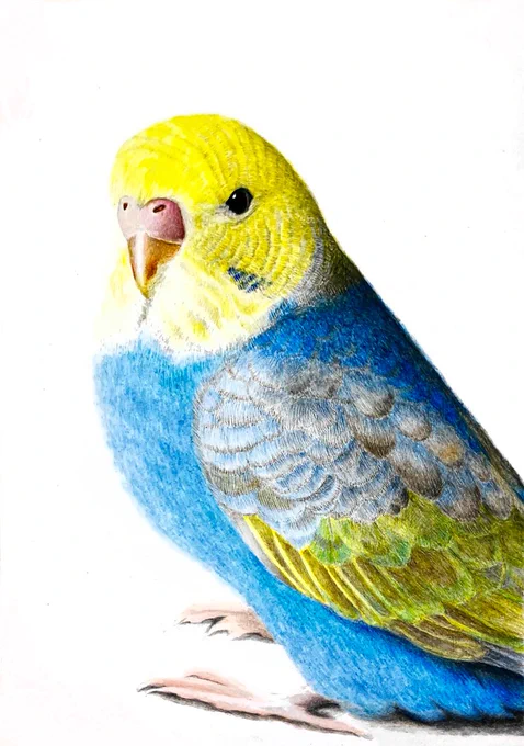 色鉛筆で描いたインコ

#インコ   #色鉛筆画  #絵描きさんと繋がりたい 