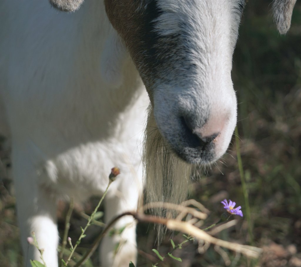 Beebalm_Beebe's tweet photo. What role can #goats can play in #woodlandrestoration? That's what we're asking. Here is the head of #brushmanagement at our #Ozark woodland research area. We anticipate that he and his team will increase the abundance and diversity of herbaceous plants like this spreading aster https://t.co/rdTatnYrvK