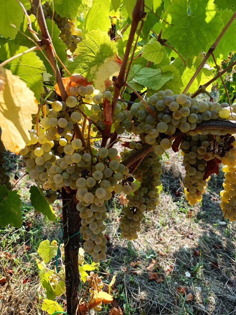 Pecorino - organic wine - https://www.thevinumwinery.com/ 