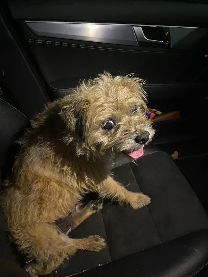This little lady was found wandering alone and a bit scared at Longniddry near the beach tonight, she was given some water and some food and is doing fine. The police are looking after her tonight (very comfy with a wee bed and blankets)