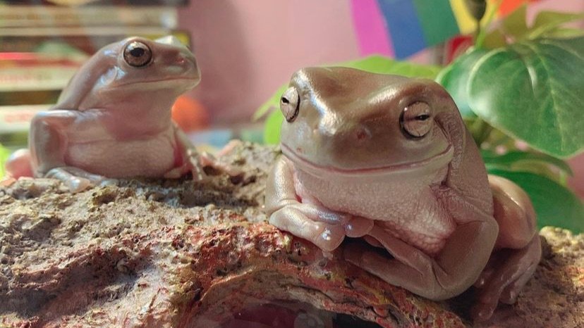 frog (@frogsforu) / Posts / X