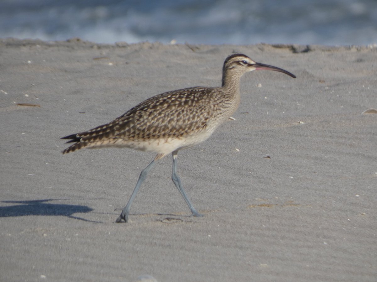 il218Rina's tweet photo. Whimbrel at Breezy Point on Saturday, 9/4 
#birdcpp, #shorebirds, #breezypointbirding, #rockaway https://t.co/2IYc4VFE8D
