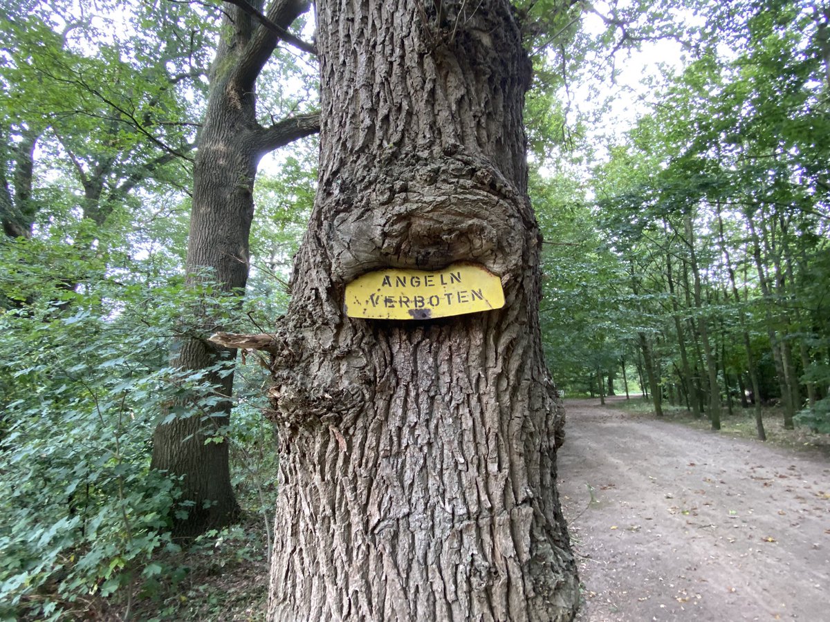 CRASSOWSKIs on Twitter "Hinterland Grenzstreifen Glane Gronau Störche
