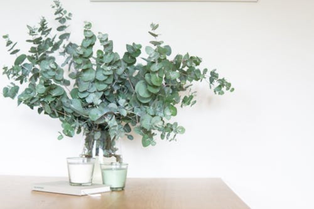 plantsolutions's tweet image. Are you still doubting why you should include #IndoorPlants in your #InteriorDesign? Check out this article to learn more about your greenery.

qoo.ly/3dzn8n