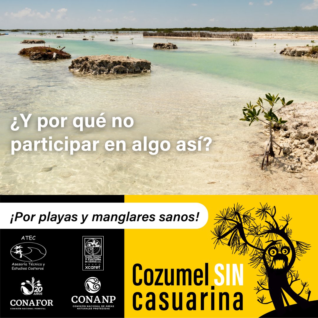 ATECSCP's tweet photo. #CozumelSINCasuarina es una campaña que busca sensibilizar a la comunidad de Cozumel sobre la importancia de eliminar la Casuarina equisetifolia, especie exótica-invasora que está afectando gravemente a las playas y manglares https://t.co/uv1UvtfZ6i https://t.co/0f0xkqitWP https://t.co/WChr0eaxt7
