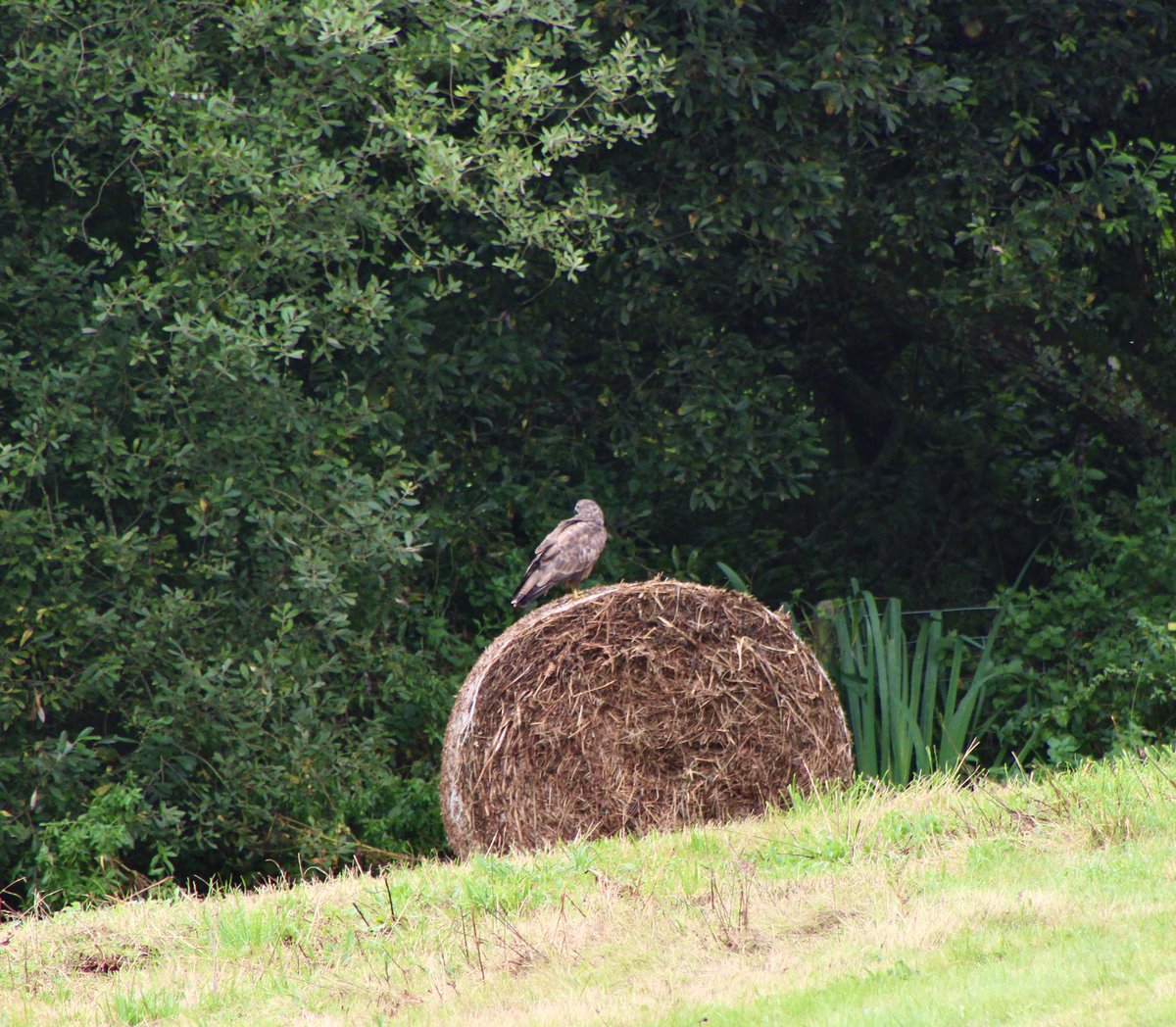 trellechpew's tweet photo. A buzzard hunting from a hay bail ! #viewfromthepew #monmeadows #monmouthshire #trellech #trelleck #buzzard #birds #wales https://t.co/vJqEIoSfUR