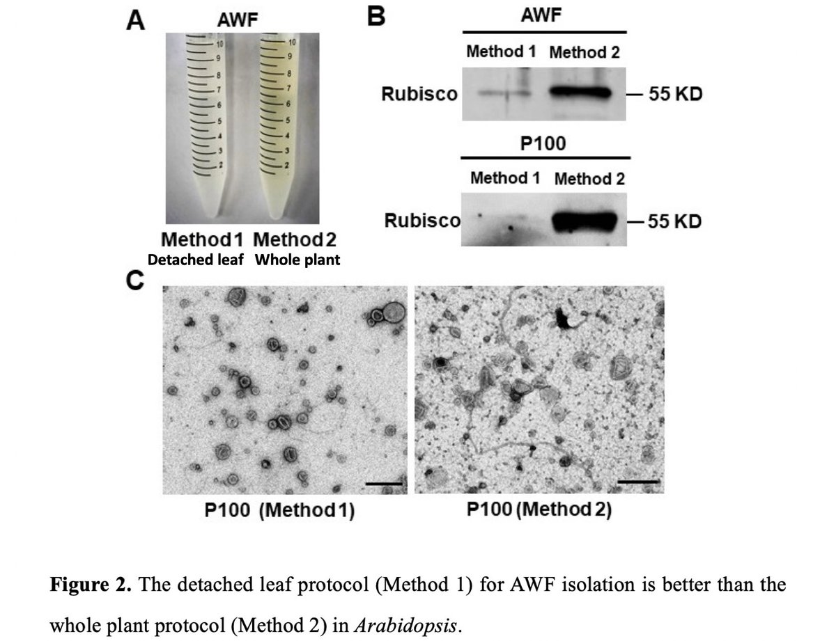 hailingj1's tweet photo. Methodological guidelines for isolation and purification of plant extracellular vesicles #EV : isolating pure apoplastic fluid is a key 1st step; many EVs present in the supernatant of 40,000g centrifugation; immuno-capture is the best for EV purification: https://t.co/3uYk423MG2 https://t.co/I7Lpm2vfF7