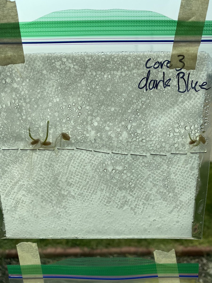 hmssci5's tweet photo. Day 4 update! It looks like we have some progress taking place with our 3 seed options (Lima beans, wheat, and grass). #nosoilneeded #holdregedusters #stemscopes https://t.co/UfsByyRFAz
